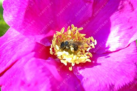природа,шиповник,пчела,цветы,цветок,насекомые