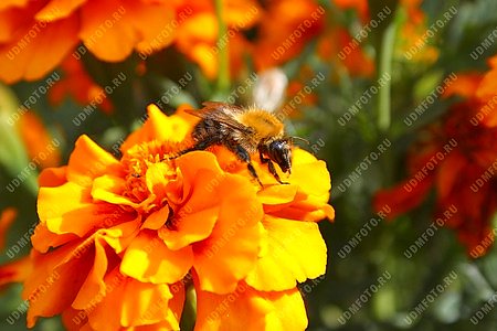 цветы,насекомые,пчела,времена года,лето,цветок