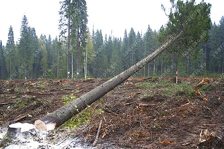 лесозаготовка,деревообрабатывающая промышленность,природа,экология,валка леса,лесоповал