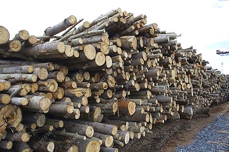Вавожский район,ООО Какможлес,лесозаготовка,древесина,деревообрабатывающая промышленность