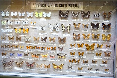 Вавожский район,природа,лесхоз,насекомые,бабочка,музей