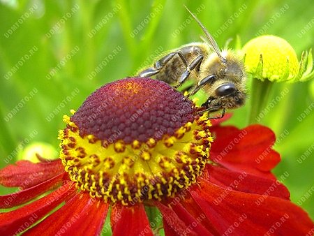 природа,цветок,растение,насекомые,пчела,цветы