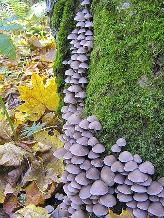 природа,золотая осень,времена года,гриб,мох,ложный опенок