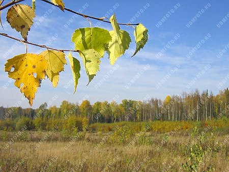 природа,времена года,золотая осень,лес,береза,дерево