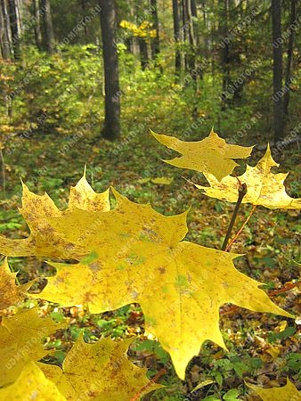 природа,времена года,золотая осень,кленовый лист,лес