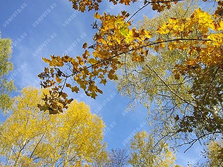 природа,времена года,золотая осень