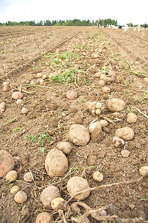 картофель,урожай,поле,сельское хозяйство,уборка картофеля,земля