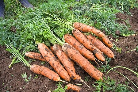 сельское хозяйство,агропром,урожай,уборка урожая,морковь