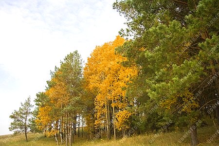 времена года,золотая осень,лес,природа,Игерман