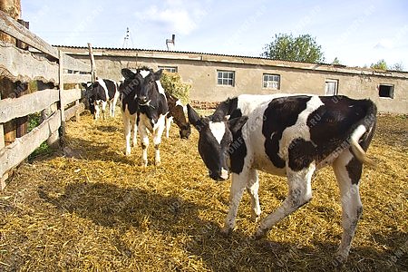 Кизнерский район,животные,корова,КФХ Панагушин,село Кибья,ферма,коровник,теленок,животноводство,сельское хозяйство