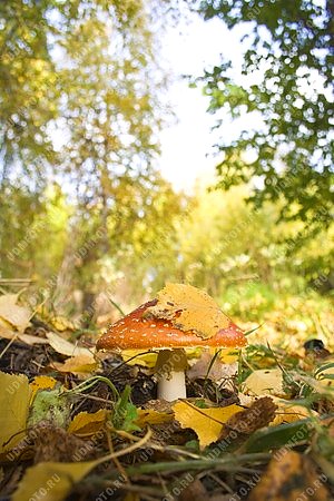 времена года,золотая осень,природа,мухомор,гриб