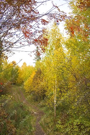 времена года,золотая осень,природа,лес