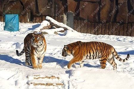 зоопарк,животные,тигр
