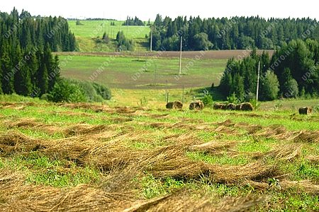 поле,лен,природа,сельское хозяйство