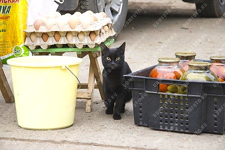 животные,кошка,базар,рынок,торговля,яйцо