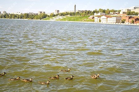 город Ижевск,вода,Ижевский пруд,птица,утка,панорама