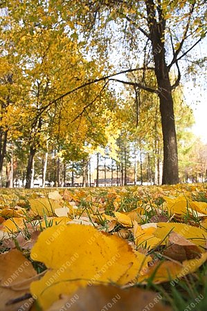 природа,золотая осень,лист,листопад
