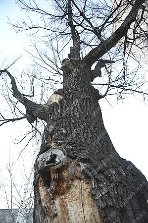 дерево,дуб,180 лет,кора