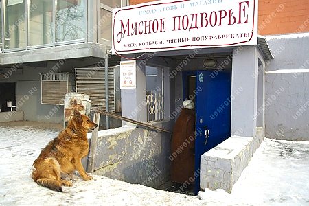 город Ижевск,животные,собака,магазин,мясо,продукты питания