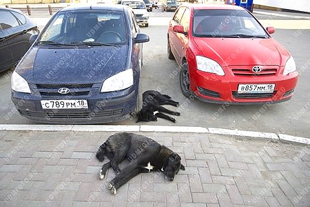 животные,собака,транспорт,автомобиль,стоянка,парковка