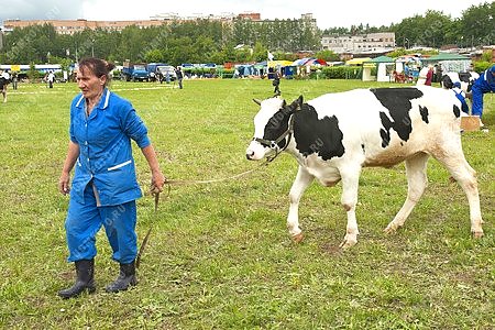 сельское хозяйство,выставка животных,животные,корова