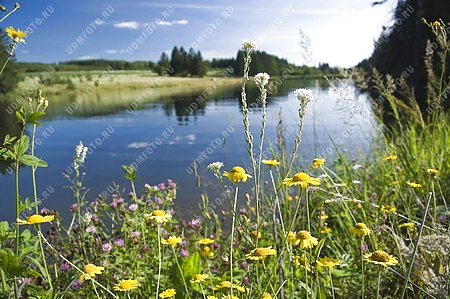 природа,времена года,лето,река,вода,цветы,цветок