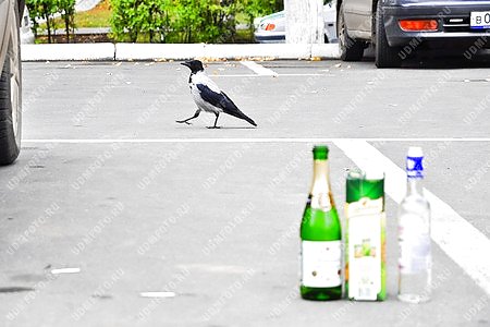 ворона,птица,алкоголь,шампанское,водка,сок