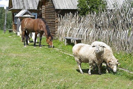 деревня,животные,овца,лошадь,изгородь,забор,частокол,архитектурно-этнографический музей Лудорвай