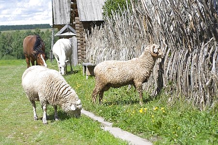 деревня,животные,овца,лошадь,изгородь,забор,частокол,архитектурно-этнографический музей Лудорвай