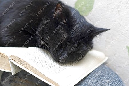 животные,книга,кошка,чтение