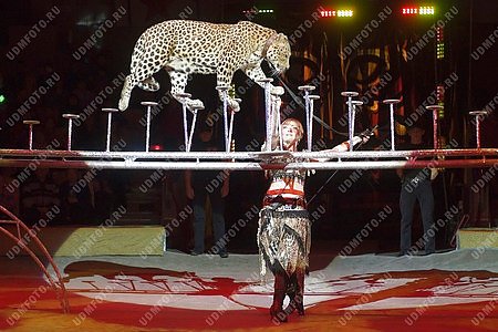 цирк,животные,леопард,дресировщик